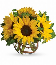 Sunny Sunflowers from Victor Mathis Florist in Louisville, KY